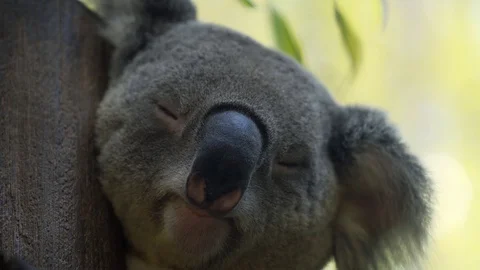 Koala is sleeping on the tree Stock Footage 89422382