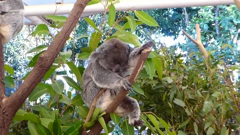 A Koala Sleeping on a tree Stock Footage 153517424