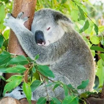 Koala sleeping in tree Stock Photos
