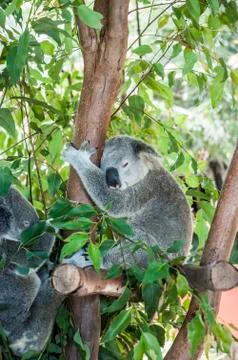 Koala sleeping in a tree Stock Photos
