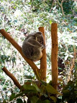 Koala sleeping on a tree Stock Photos