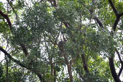Koala sleeping a tree Stock Photos
