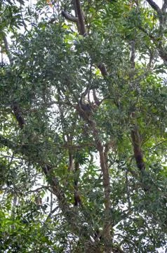 Koala sleeping a tree Stock Photos