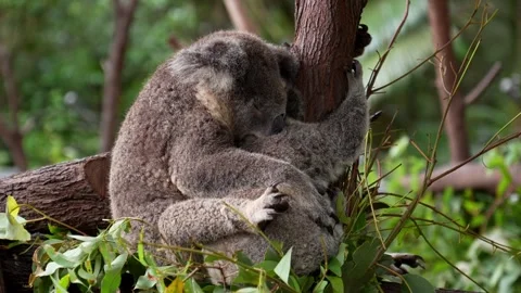 Koala sleeping in treee 스톡 동영상 265146169