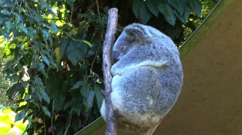 Koala sleeps Australia Stock Footage 157030