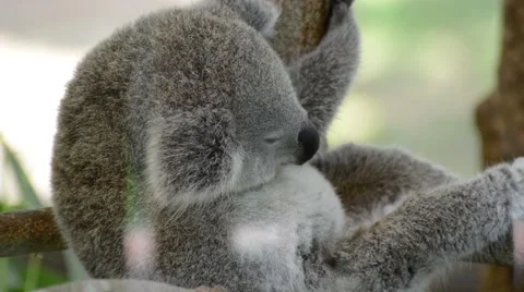 Koala sleeps on the branch Video stock 56275958