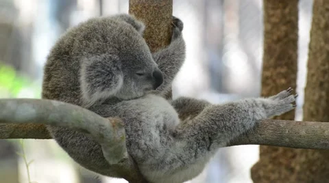 Koala sleeps on the branch Stock Footage 56276088