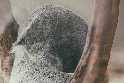 Koala sleepy in the trunk of a eucalyptus Stock Photos