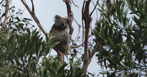 Koala Staring At The Camera, Master Shot Clip0483 動画素材 228770695