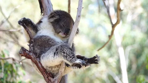Koala Stretching C003 Stock Footage 81475628