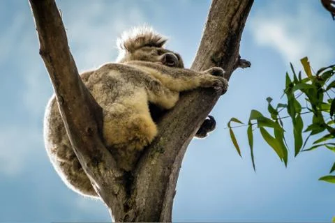 Koala stuck on the fork of a tree, backlit with a blue sky Foto stock