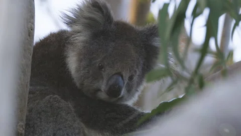 Koala at sunset in a eucalyptus tree, South Australia Tourism and wildlife. Video stock 137954867