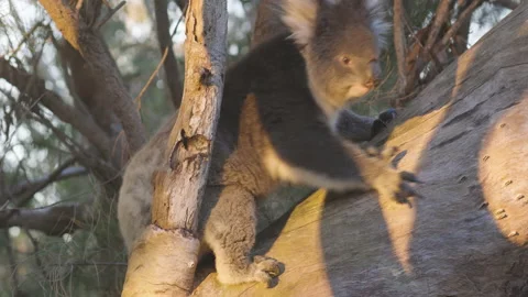 Koala at sunset in a eucalyptus tree, South Australia Tourism and wildlife. Видео 137955786