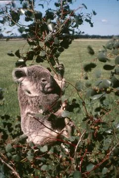 Koala top of tree. Rural background Stock Photos