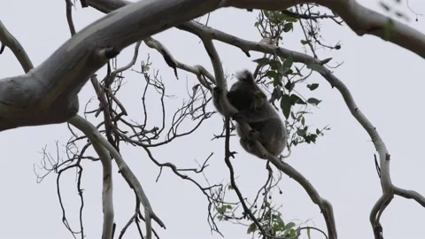 Koala in a tree 4k Stock Footage 237518662