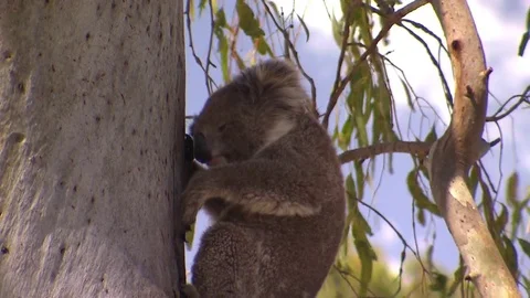 Koala in a tree - Australia Stock Footage 70395326