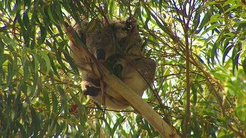 Koala in a tree - Australia Stock Footage 70397357