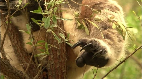Koala in a tree - Australia Stock Footage 70398324