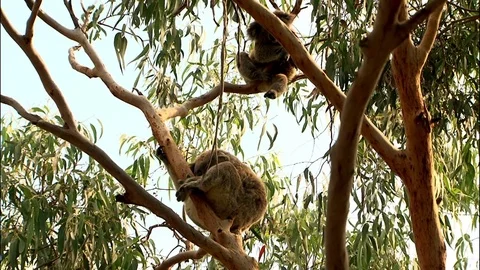 Koala in a tree - Australia Stock Footage 70398789