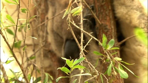 Koala in a tree - Australia Stock Footage 70402921