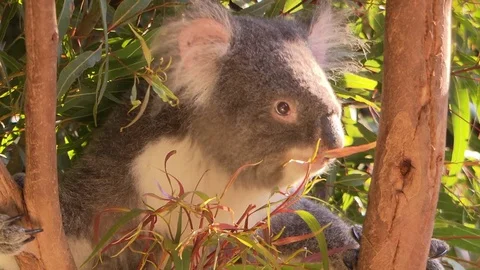 Koala in a tree - Australia Stock Footage 70404903