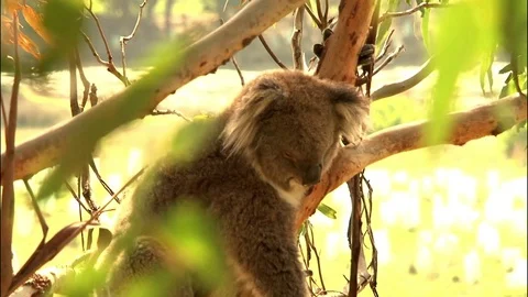 Koala in a tree - Australia Stock Footage 70404905