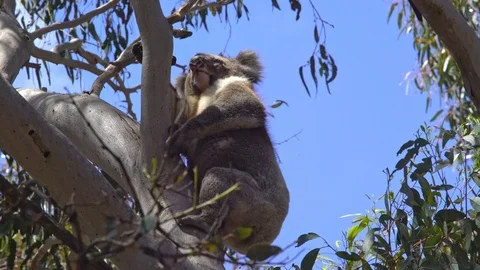 Koala in tree Australia Stock Footage 90497178
