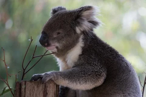 A koala on a tree branch Foto stock