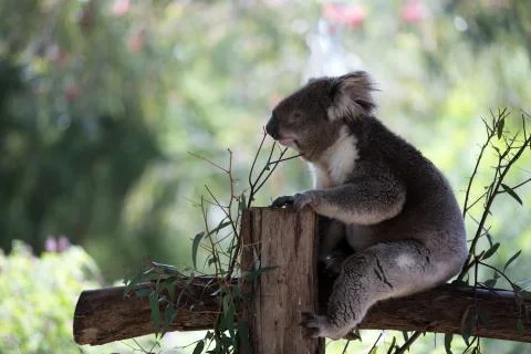 A koala on a tree branch Stock Photos