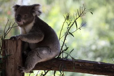A koala on a tree branch Stock Photos