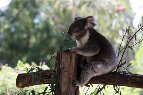 A koala on a tree branch 스톡 사진