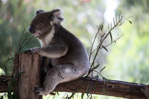 A koala on a tree branch 스톡 사진