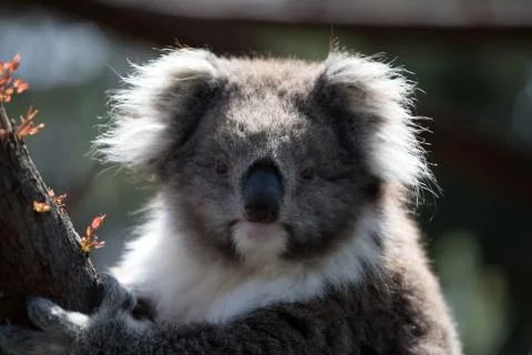A koala on a tree branch 스톡 사진