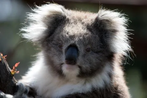 A koala on a tree branch Stock Photos