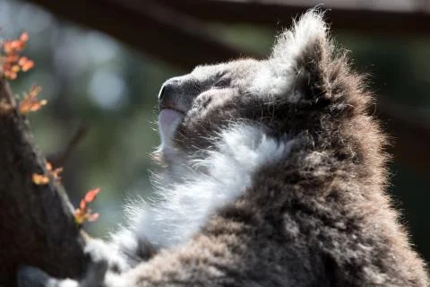A koala on a tree branch Stock Photos