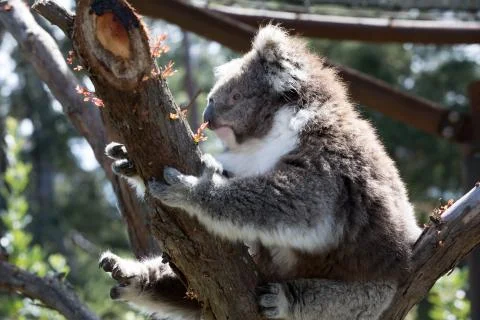 A koala on a tree branch 스톡 사진