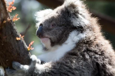 A koala on a tree branch Foto stock