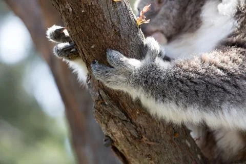 A koala on a tree branch Stock Photos
