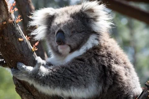 A koala on a tree branch Foto stock
