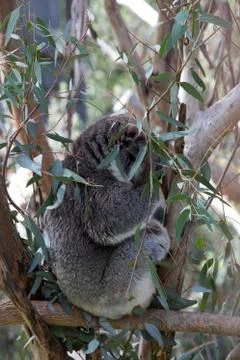 A koala on a tree branch Stock Photos
