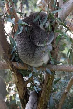 A koala on a tree branch Stock Photos
