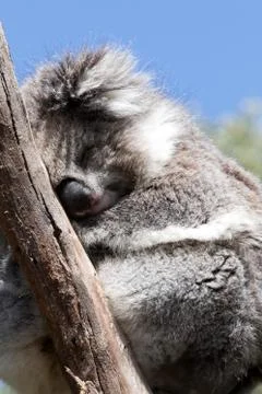 A koala on a tree branch Stock Photos