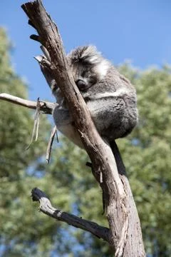 A koala on a tree branch Stock Photos