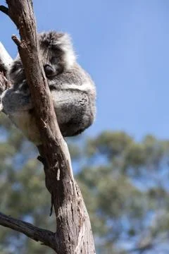 A koala on a tree branch Stock Photos