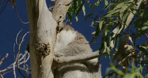 Koala On Tree, Close Up Stock Footage 316797074