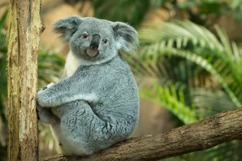 Koala in tree closeup Stock Photos