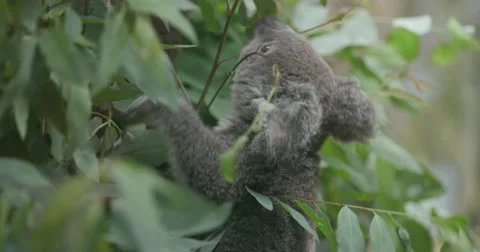 Koala in tree eating eucalyptus leaves Stock Footage 64666092