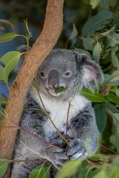 Koala in a tree eating eucalyptus Stock Photos