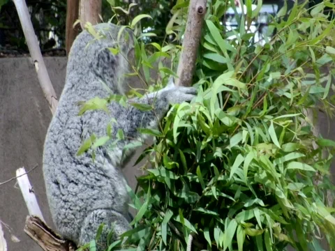 Koala in Tree Video stock 313173