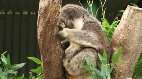 Koala in tree Stockbeeldmateriaal 11332552
